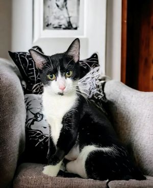 Hi my name is Kennedy I am a black and white eight month old female kitty I am friendly and