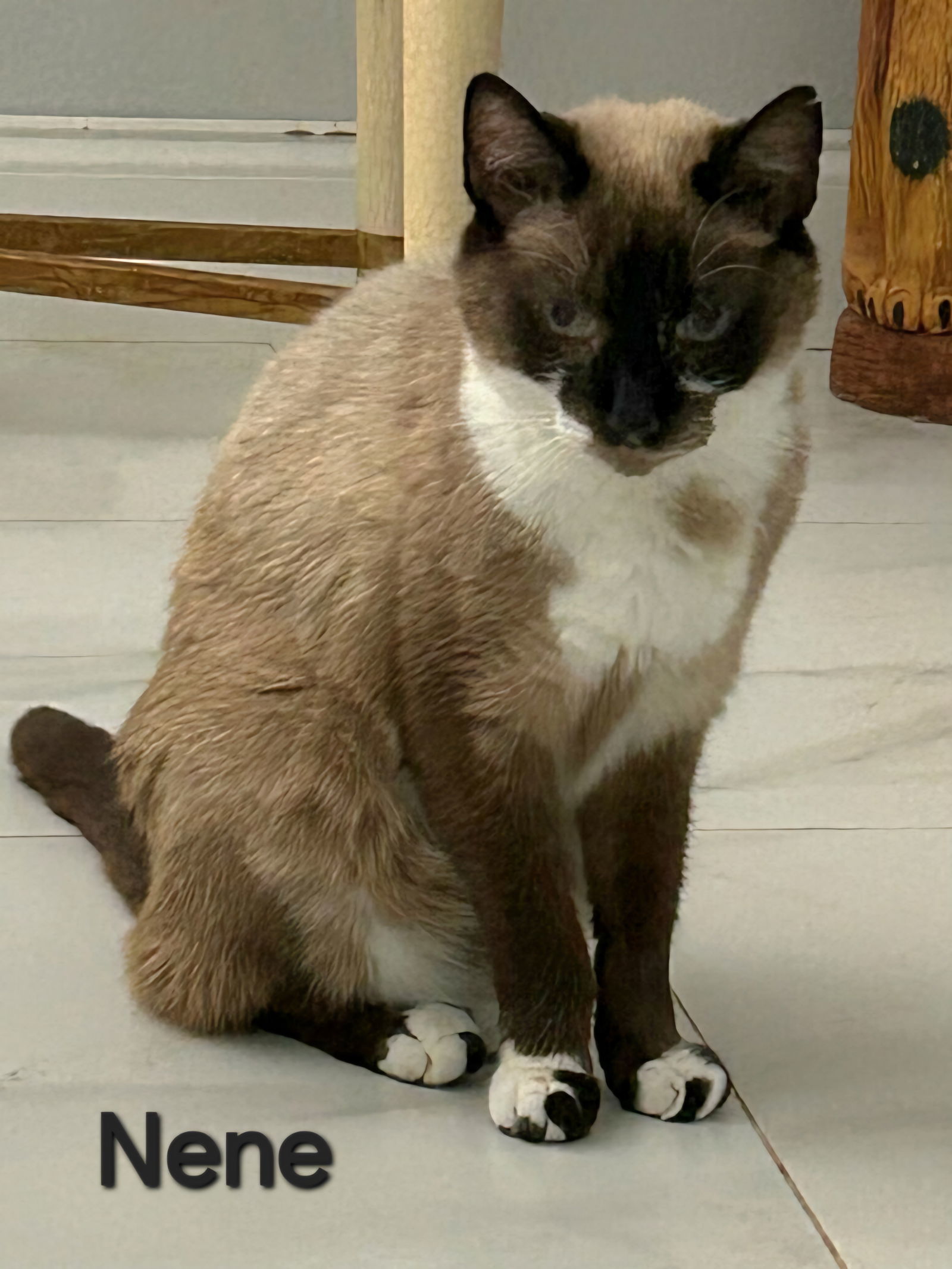 Nene, an adoptable Snowshoe, Domestic Short Hair in Longwood, FL, 32750 | Photo Image 1