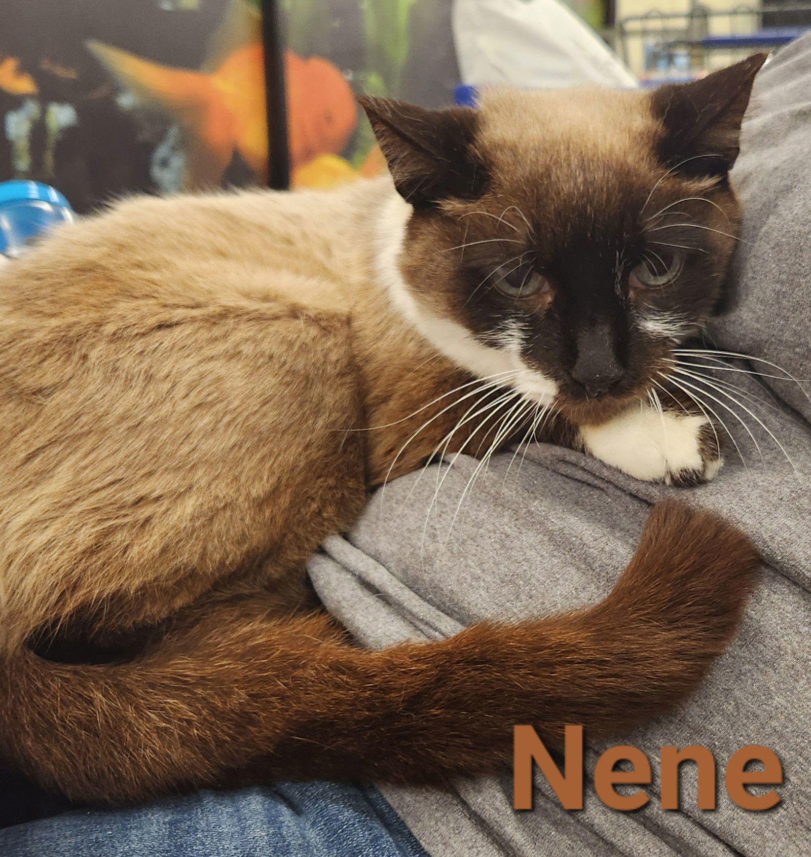 Nene, an adoptable Snowshoe, Domestic Short Hair in Longwood, FL, 32750 | Photo Image 2