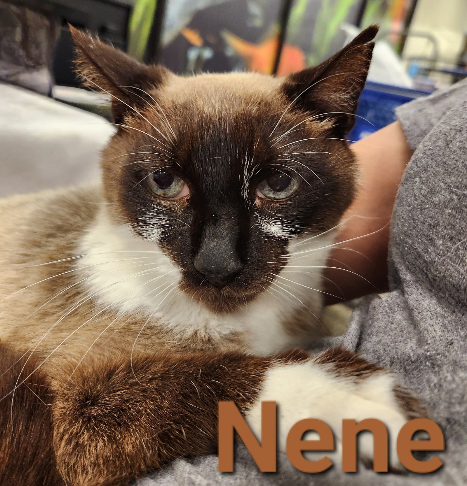 Nene, an adoptable Snowshoe, Domestic Short Hair in Longwood, FL, 32750 | Photo Image 3