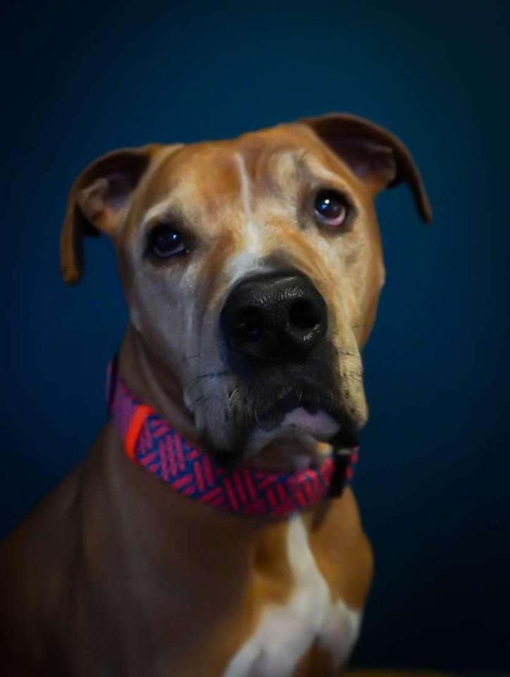 Pedro bonded with Buck, an adoptable Mixed Breed in Duluth, MN, 55807 | Photo Image 1