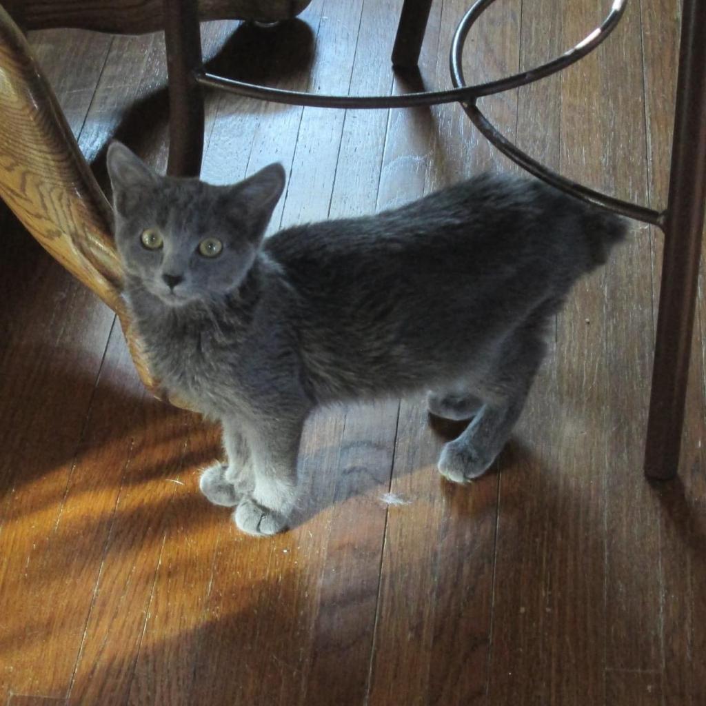 Rosee, an adoptable Domestic Short Hair in Rochester, MN, 55903 | Photo Image 1