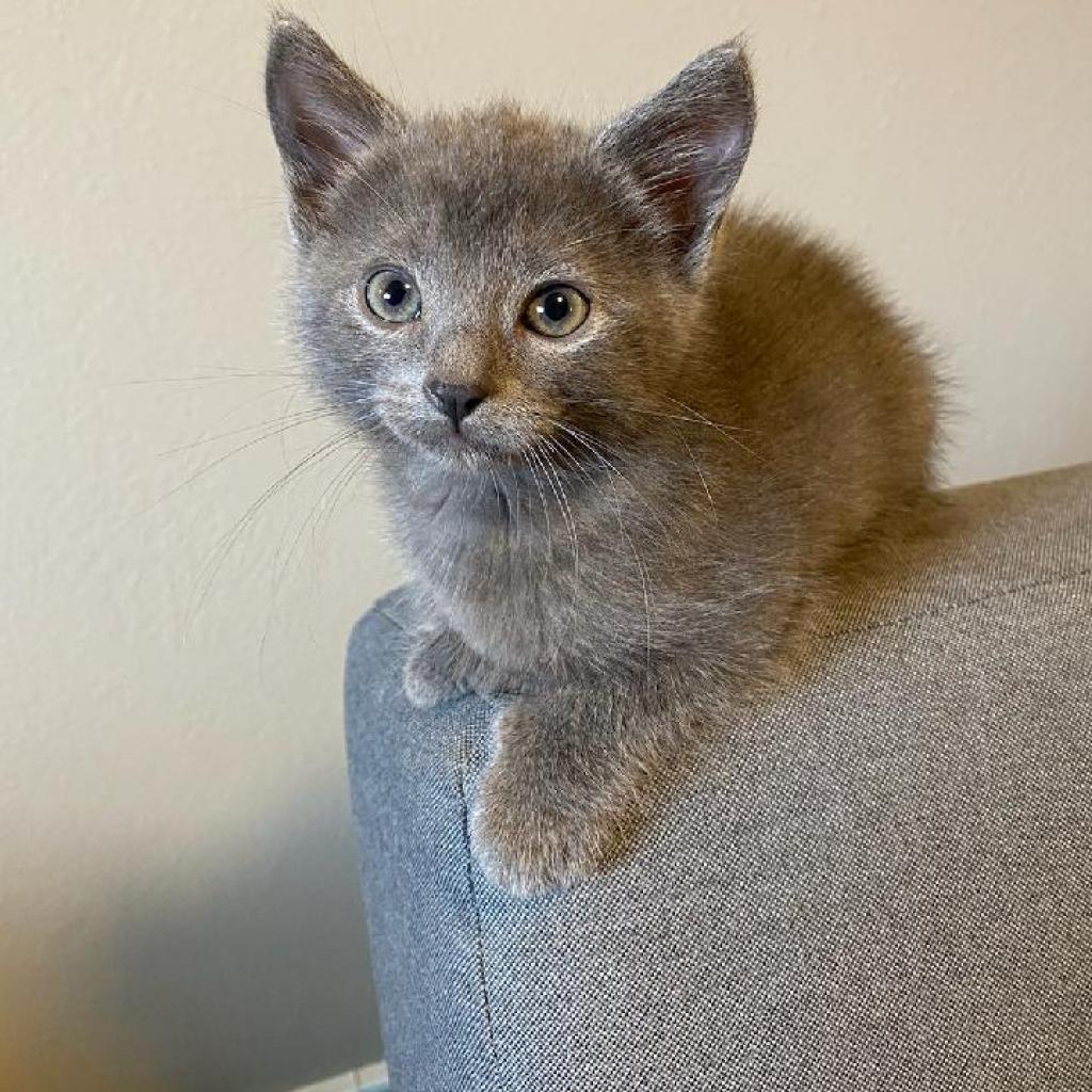 Rosee, an adoptable Domestic Short Hair in Rochester, MN, 55903 | Photo Image 2