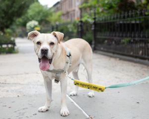 Casper Labrador Retriever Dog