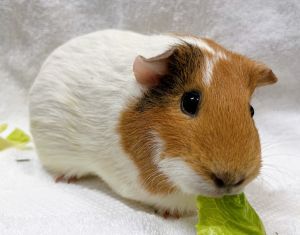 Biscuit Guinea Pig Small & Furry