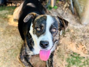 SIMON Catahoula Leopard Dog Dog