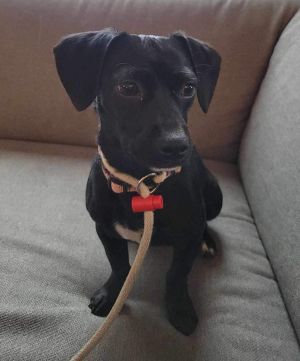 Animal Profile Tootsie is estimated to be around 7 months old 8 lb female chiweenie who was picked