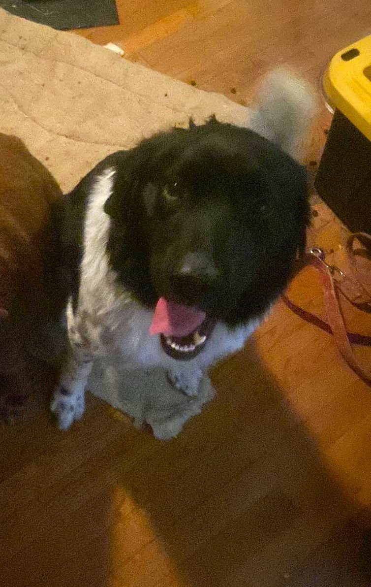 Kody, an adoptable Newfoundland Dog, Border Collie in Midway, UT, 84049 | Photo Image 1