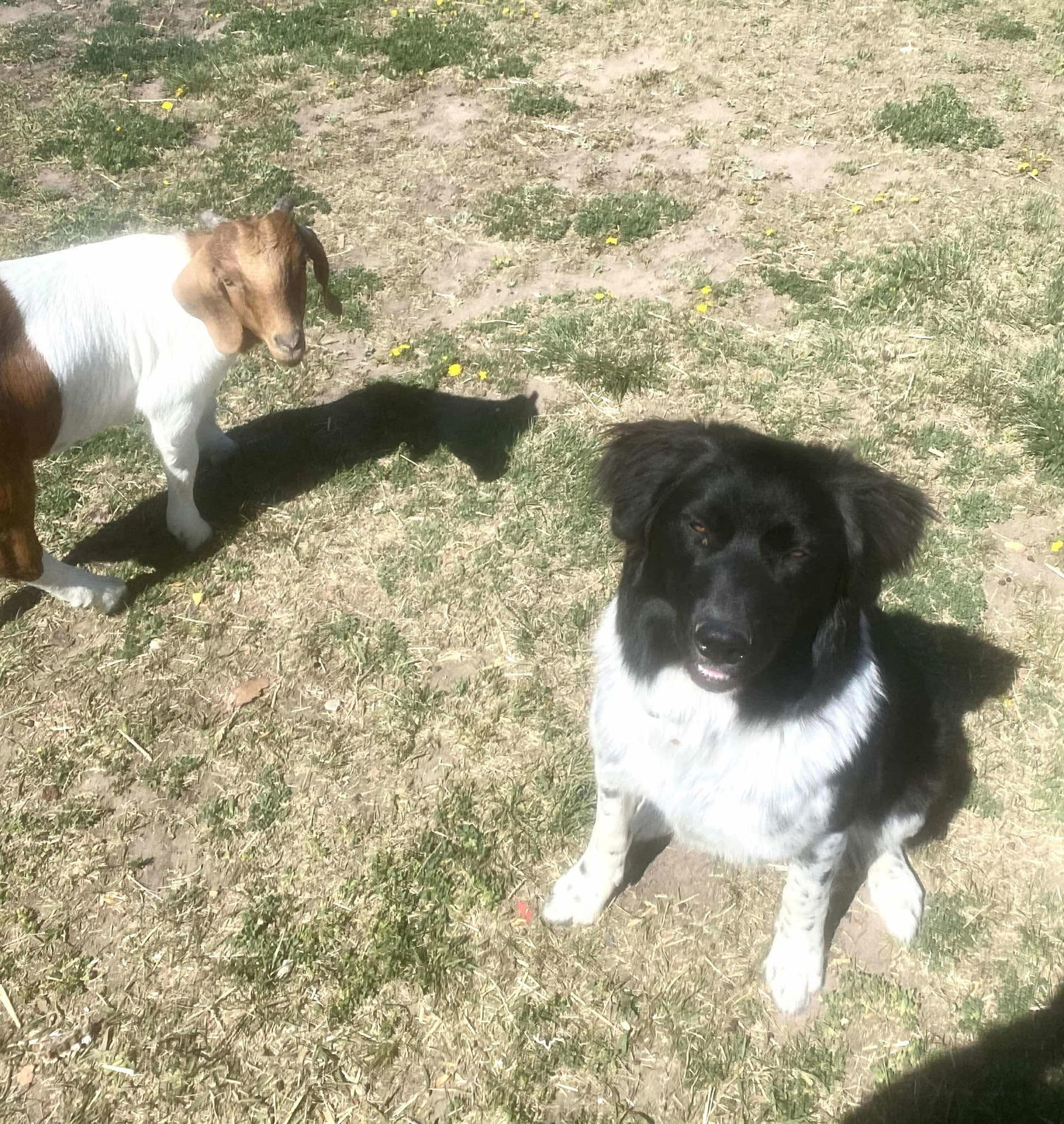 Kody, an adoptable Newfoundland Dog, Border Collie in Midway, UT, 84049 | Photo Image 2
