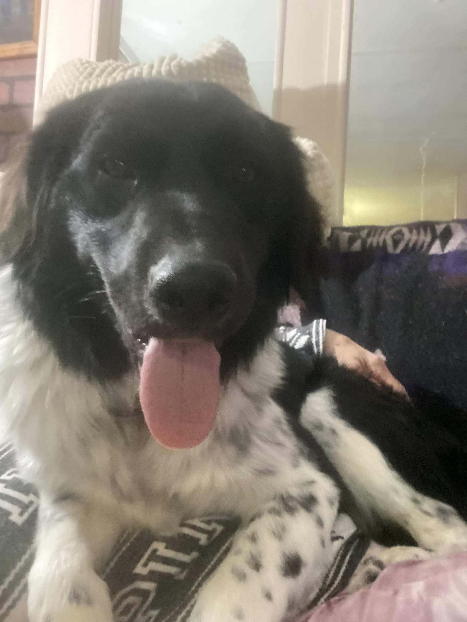 Kody, an adoptable Newfoundland Dog, Border Collie in Midway, UT, 84049 | Photo Image 3