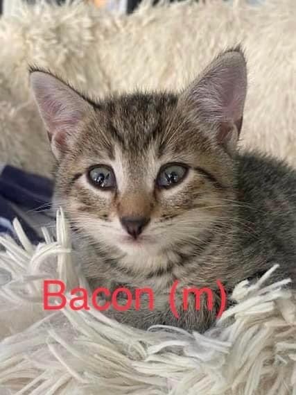 Bacon Kitten