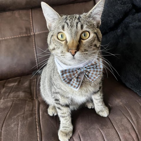 Wesson Hunter, an adoptable Domestic Short Hair in Eagle Mountain, UT, 84005 | Photo Image 1