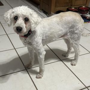 Hello there Im Princess I am a 11 year old nineteen pound Miniature Poodle b
