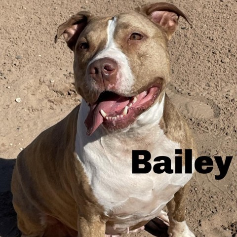 Bailey 23637, an adoptable Mixed Breed in Escanaba, MI, 49829 | Photo Image 1