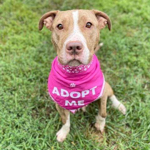 Bailey 23637, an adoptable Mixed Breed in Escanaba, MI, 49829 | Photo Image 2