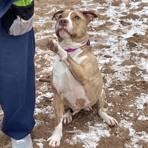 Bailey 23637, an adoptable Mixed Breed in Escanaba, MI, 49829 | Photo Image 5