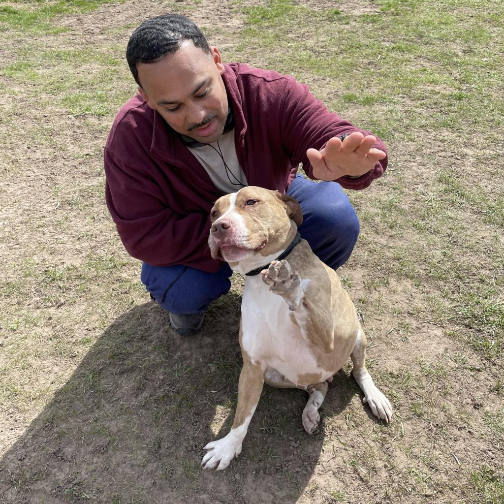 Bailey 23637, an adoptable Mixed Breed in Escanaba, MI, 49829 | Photo Image 5