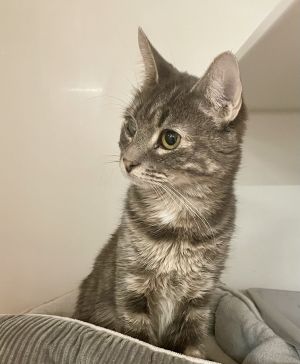 Meet Lambert a delightful 9-month-old tabby female Lambert is the epitome of cuteness and playfuln