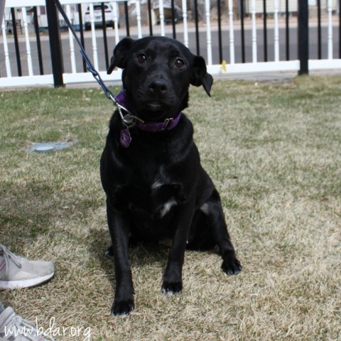 Sandy, an adoptable Labrador Retriever in Cheyenne, WY, 82009 | Photo Image 1