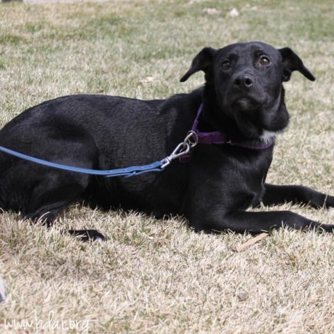 Sandy, an adoptable Labrador Retriever in Cheyenne, WY, 82009 | Photo Image 2