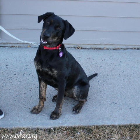 Fiona, an adoptable Catahoula Leopard Dog, Black Labrador Retriever in Cheyenne, WY, 82009 | Photo Image 2