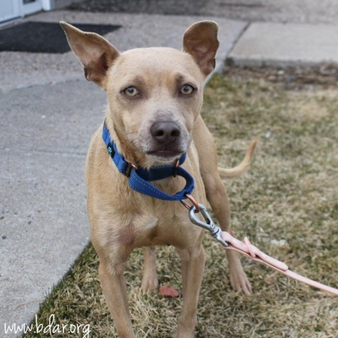 Moxie, an adoptable Chihuahua, Mixed Breed in Cheyenne, WY, 82009 | Photo Image 1