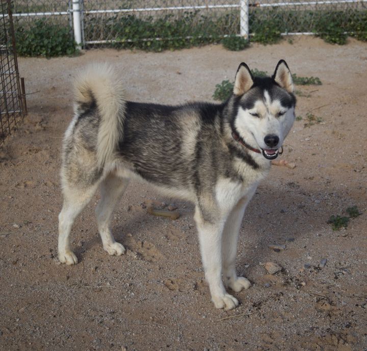 HTH ( Hank The Husky) 1