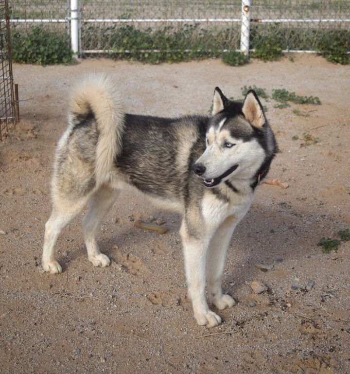 HTH ( Hank The Husky) 2