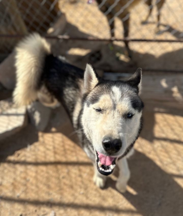 HTH ( Hank The Husky) 3