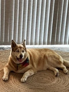 KENA Alaskan Malamute Dog