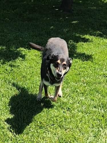 Simba, an adoptable Labrador Retriever, Hound in Elizabeth, IL, 61028 | Photo Image 3