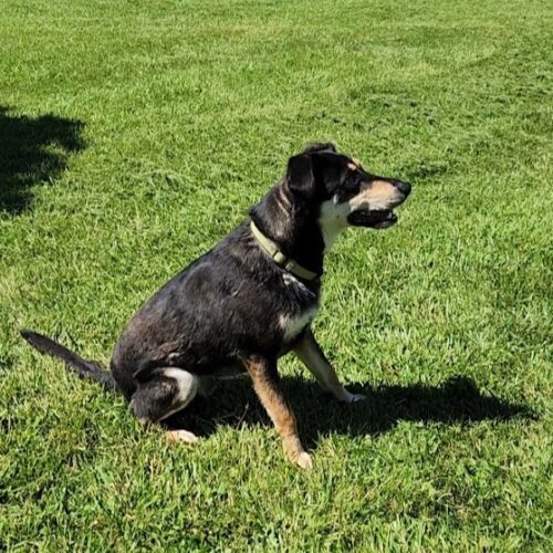 Simba, an adoptable Labrador Retriever, Hound in Elizabeth, IL, 61028 | Photo Image 4