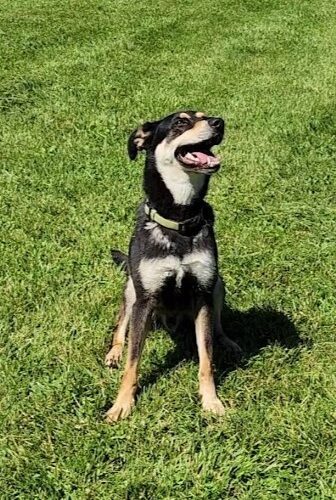 Simba, an adoptable Labrador Retriever, Hound in Elizabeth, IL, 61028 | Photo Image 5