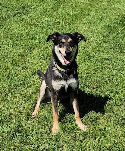 Simba, an adoptable Labrador Retriever, Hound in Elizabeth, IL, 61028 | Photo Image 6