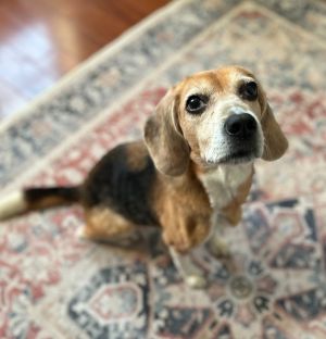 Isabella is a 68-year-old 20-23 lbs female Beagle from the streets of Bushwick On March 7th late
