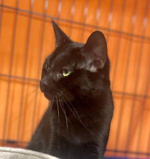 Meet Vanya a stunning 2-year-old female cat with a sleek black coat Vanya is not just beautiful bu