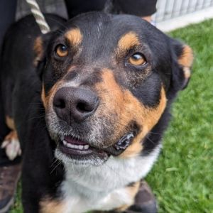 Patrick is an energetic 1-year-old who is looking for an active home that is rea