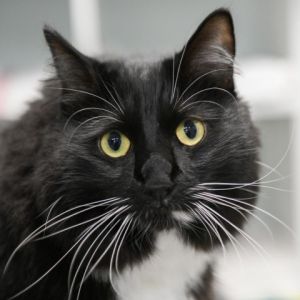 Hi Im Kali Im a gorgeous cat with an incredibly soft coat and a sweet personality Sometimes I c