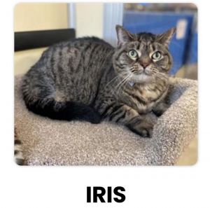 Iris Domestic Short Hair Cat