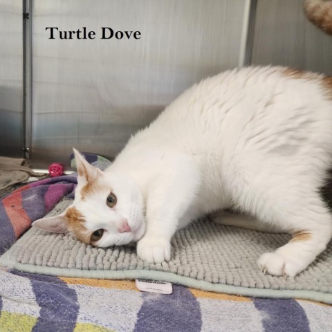 Turtle Dove C13935