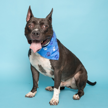 Shadow, an adoptable American Staffordshire Terrier, Mixed Breed in Caldwell, ID, 83607 | Photo Image 1