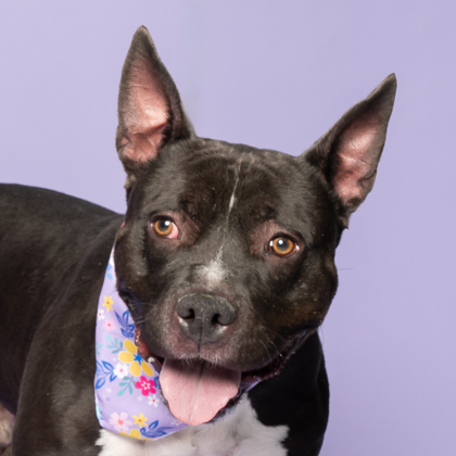 Shadow, an adoptable American Staffordshire Terrier, Mixed Breed in Caldwell, ID, 83607 | Photo Image 2