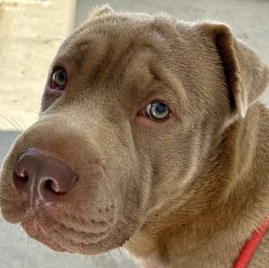 Introducing Bentley Age 6 months old Breed Shar Pei mix Arrival Date 32620