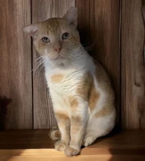 Taki, Adult Male Domestic Short Hair