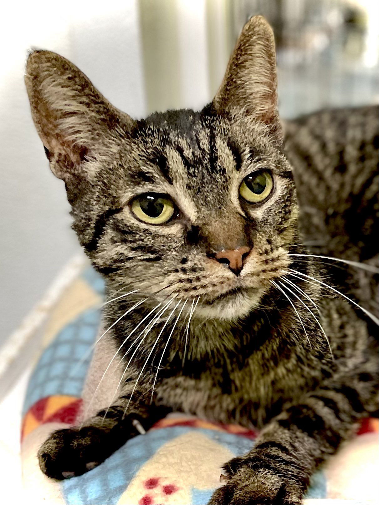 Sabastian, an adoptable Domestic Short Hair in Estherville, IA, 51334 | Photo Image 1