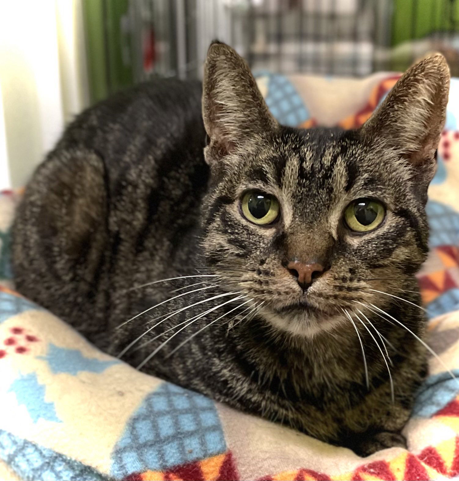 Sabastian, an adoptable Domestic Short Hair in Estherville, IA, 51334 | Photo Image 2