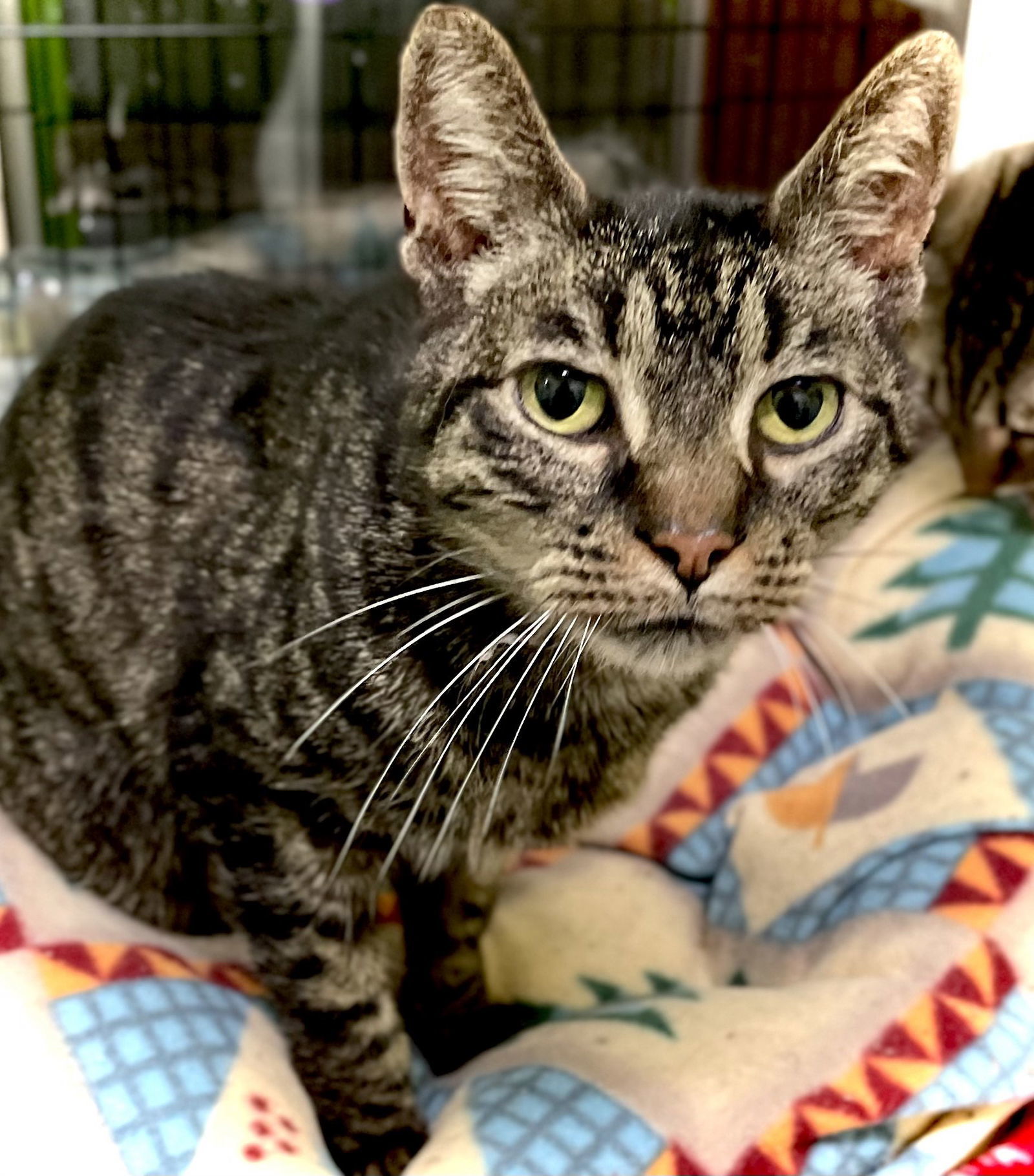 Sabastian, an adoptable Domestic Short Hair in Estherville, IA, 51334 | Photo Image 3