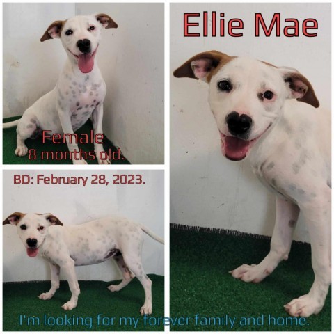 Ellie Mae 1