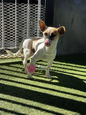 Young Jack Russel and Chihuahua mixCharlie is a sweet and funny Jack Chi boy He has the tenacity an