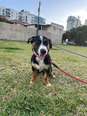 Beagle and Basset Hound MixBenjamin is a young adult basset and bernese mountain dog mix of approxim